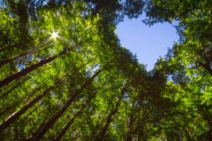Tree Canopy Care.