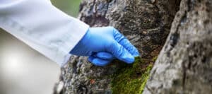Tree Health Inspections
