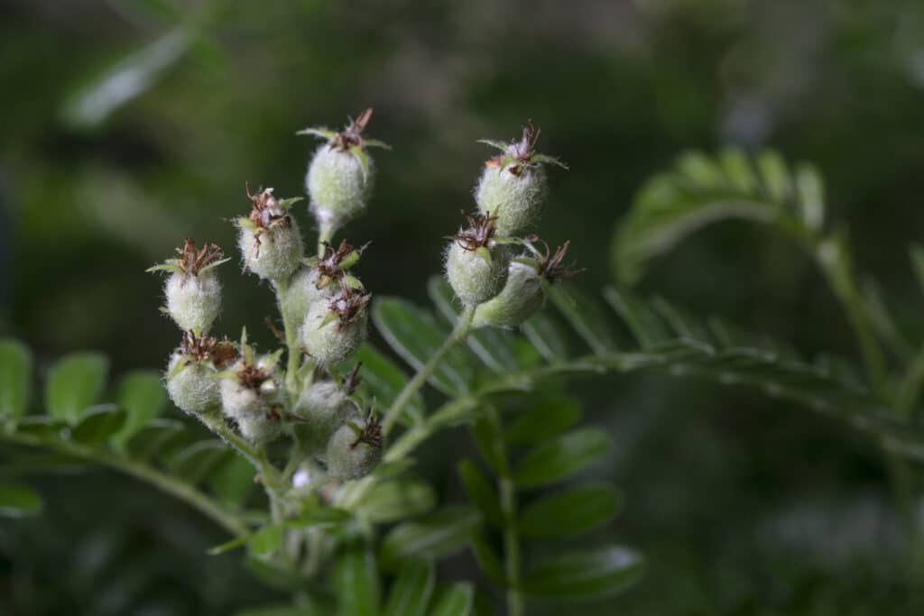 Ulei Plant, Osteomeles anthyllidifolia.