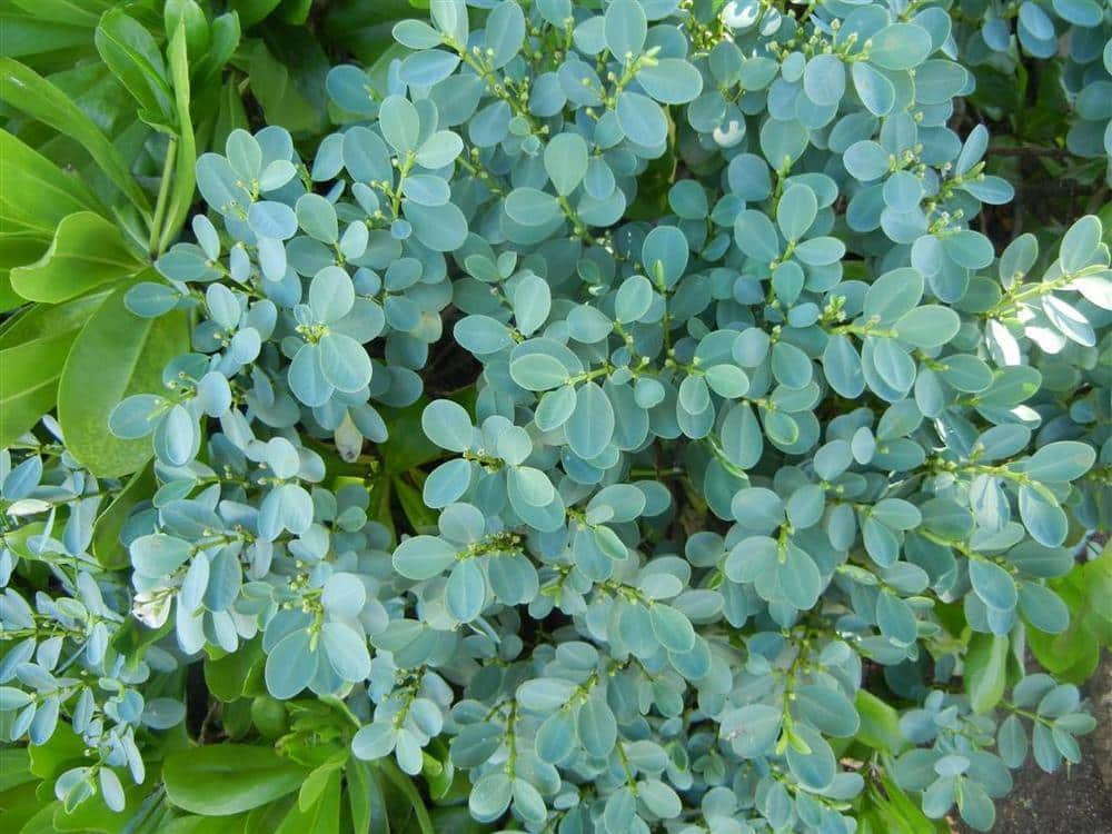 Akoko, Chamaesyce celastroides.