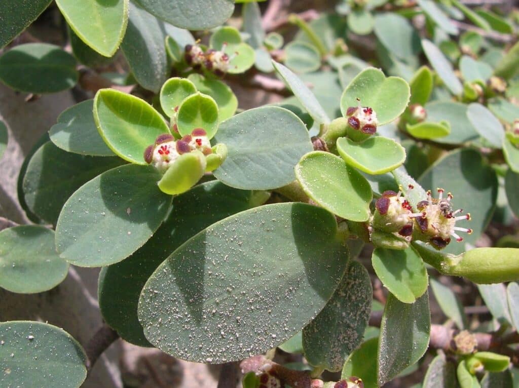 Chamaesyce celastroides.