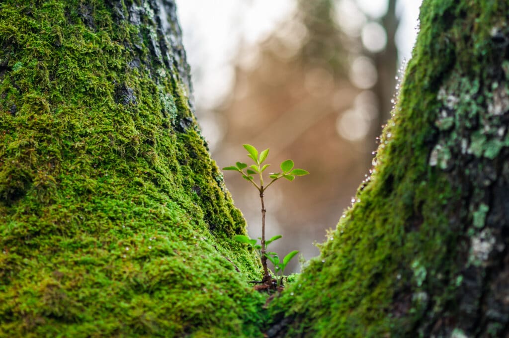 Tree Resilience.