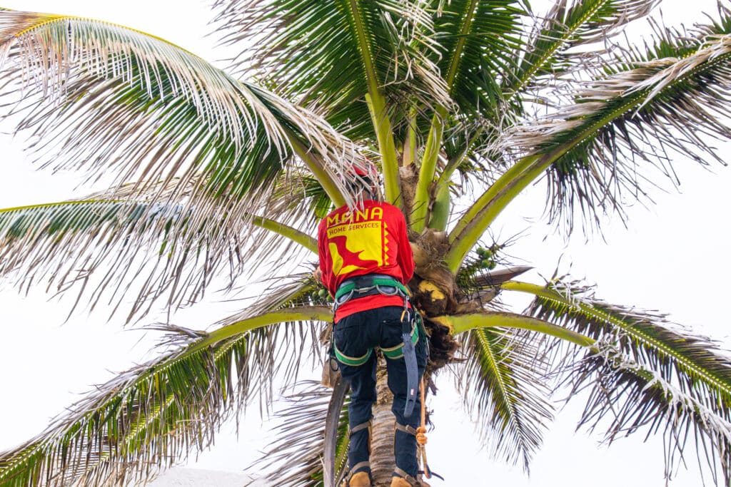 Fall Tree Pruning.