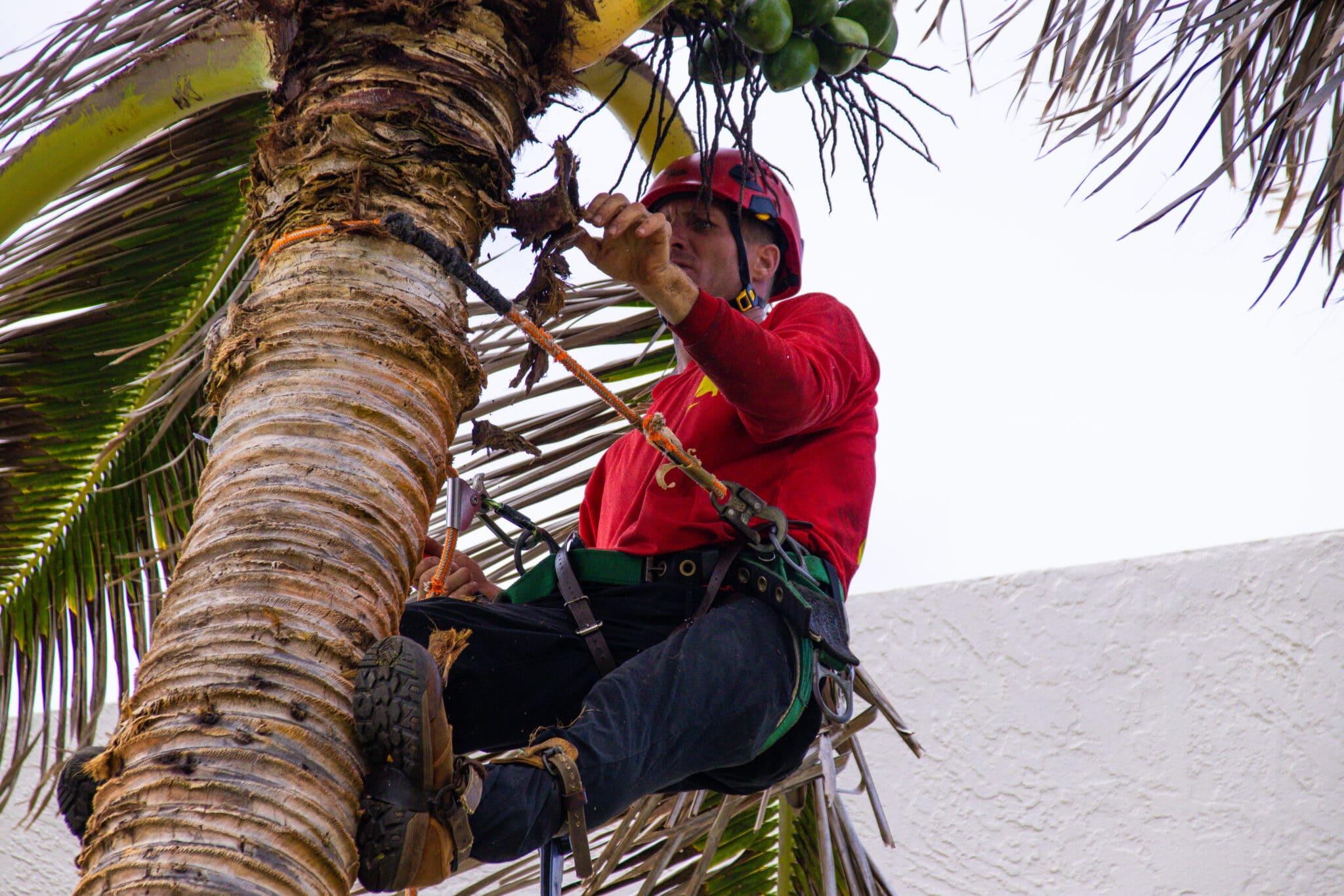 Fall Tree Pruning.