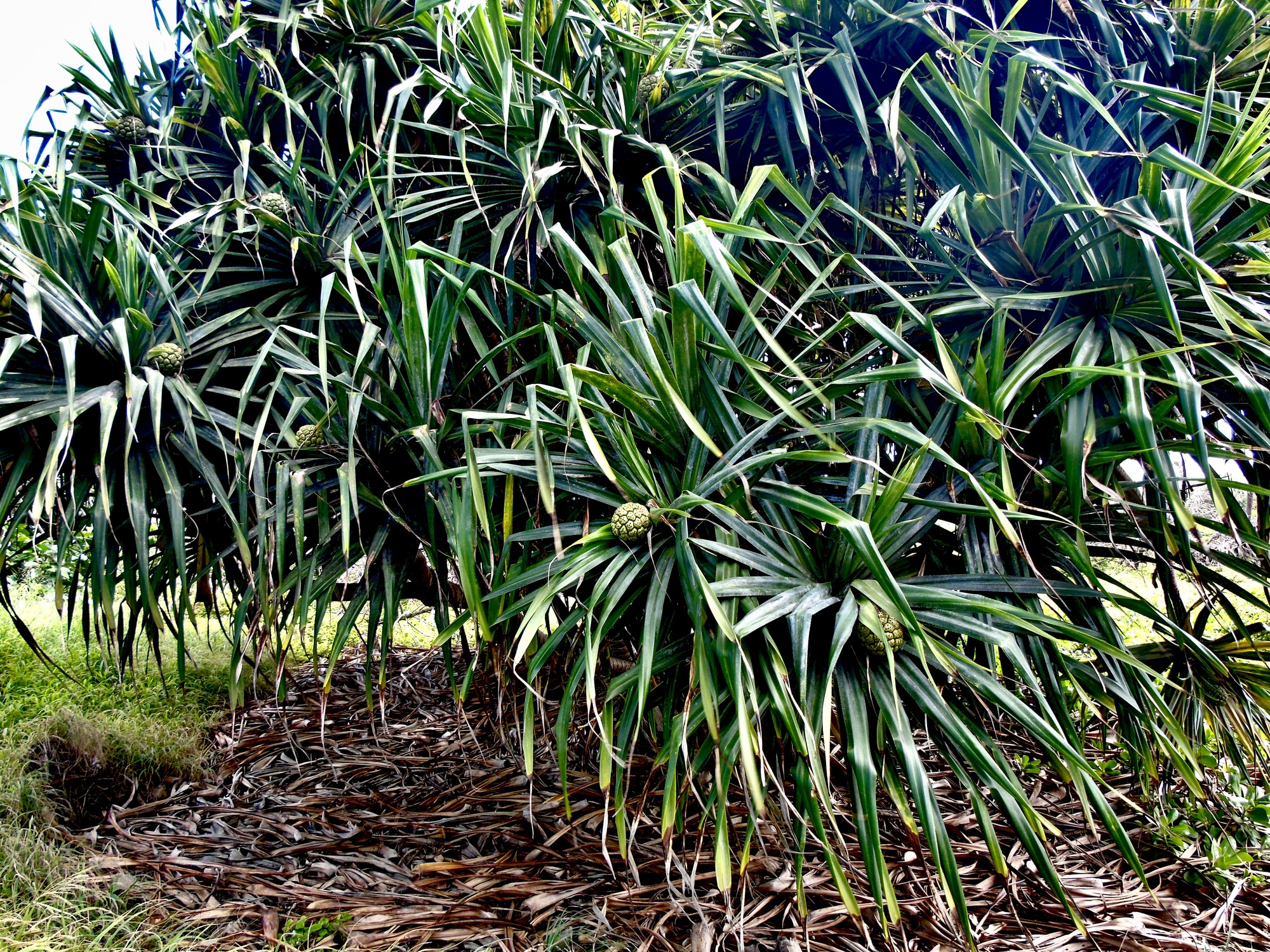 Pandanus tectorius.