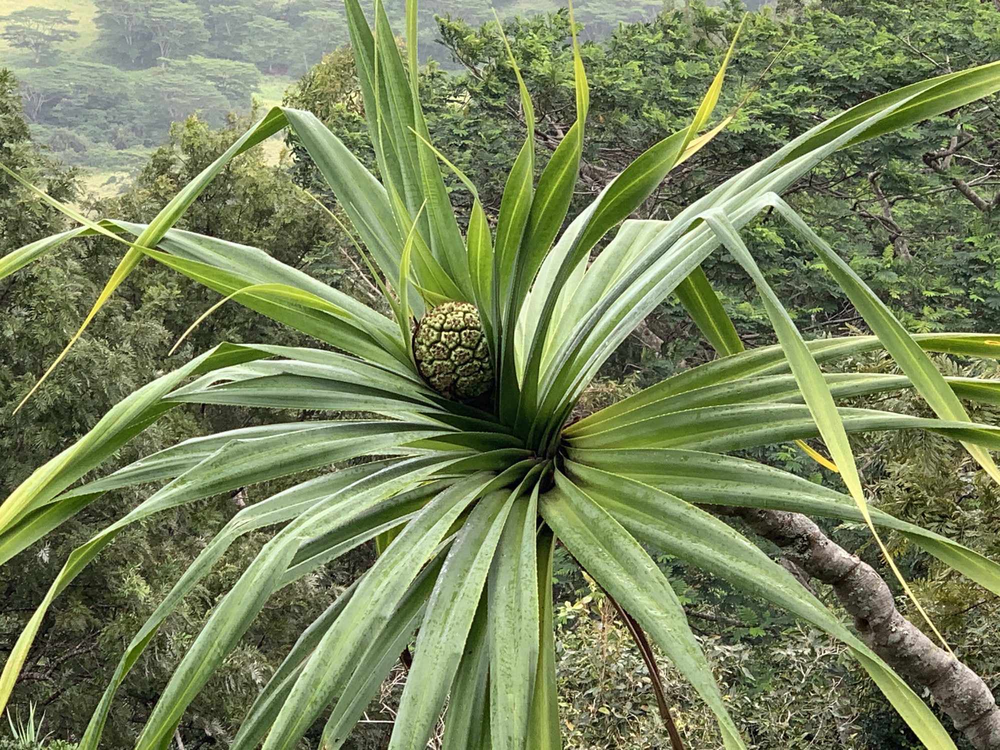 Pandanus tectorius, Hala Tree.