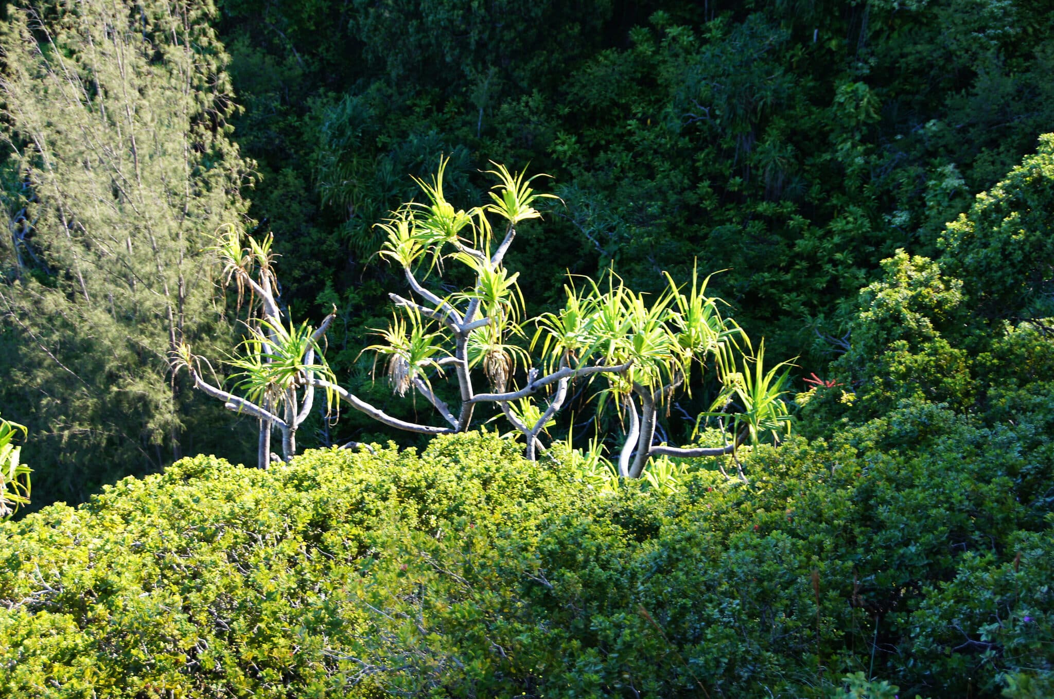 Dracaena konaensis.
