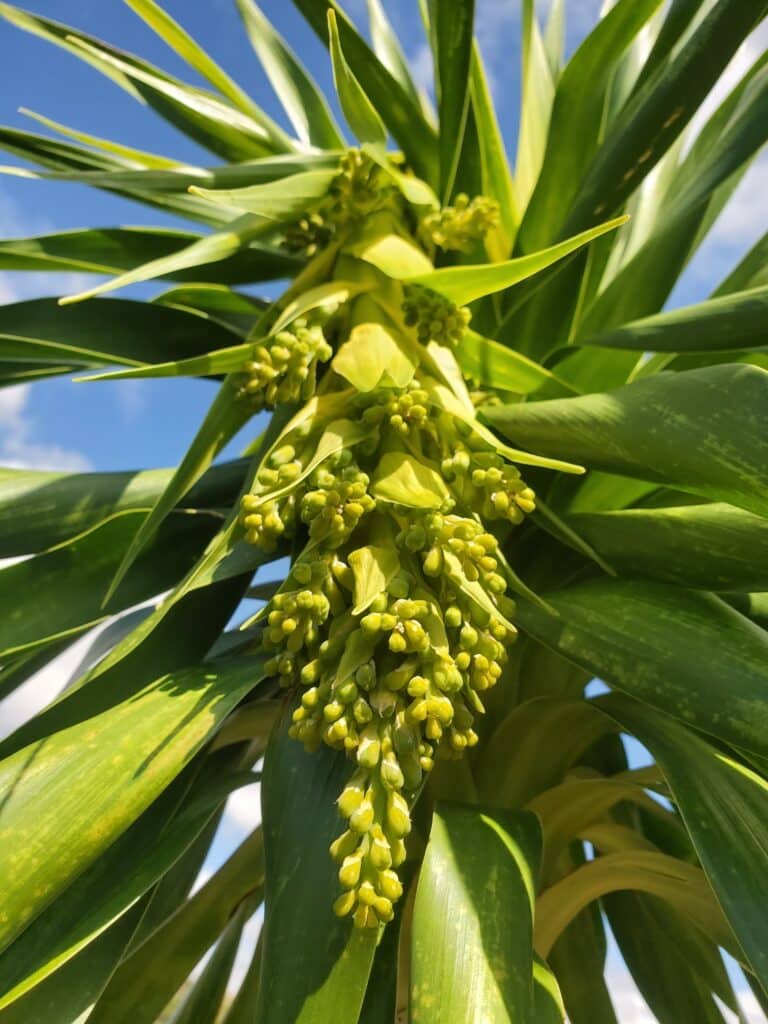 Hala Pepe, Dracaena konaensis.