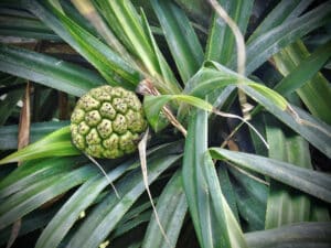 Pandanus tectorius.