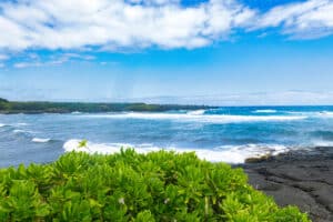 Beach Naupaka.