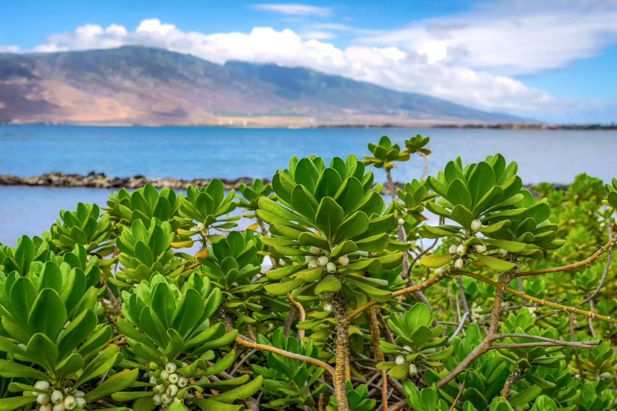 Naupaka Plant