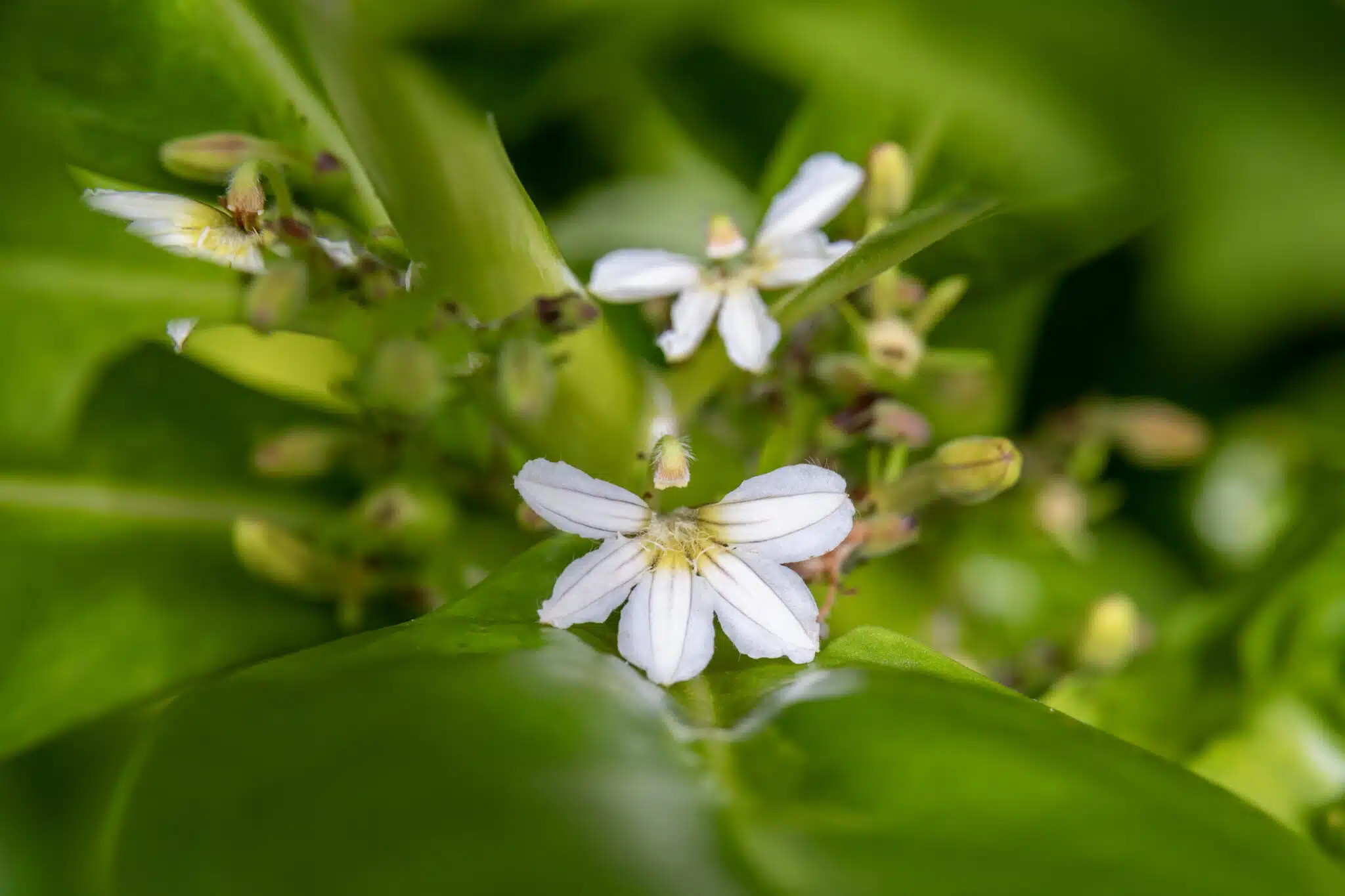 Naupaka, Scaevola spp. 