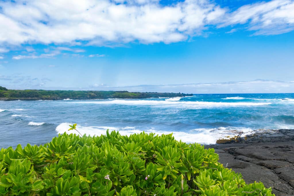 Beach Naupaka.