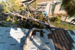 Tree Falls.
