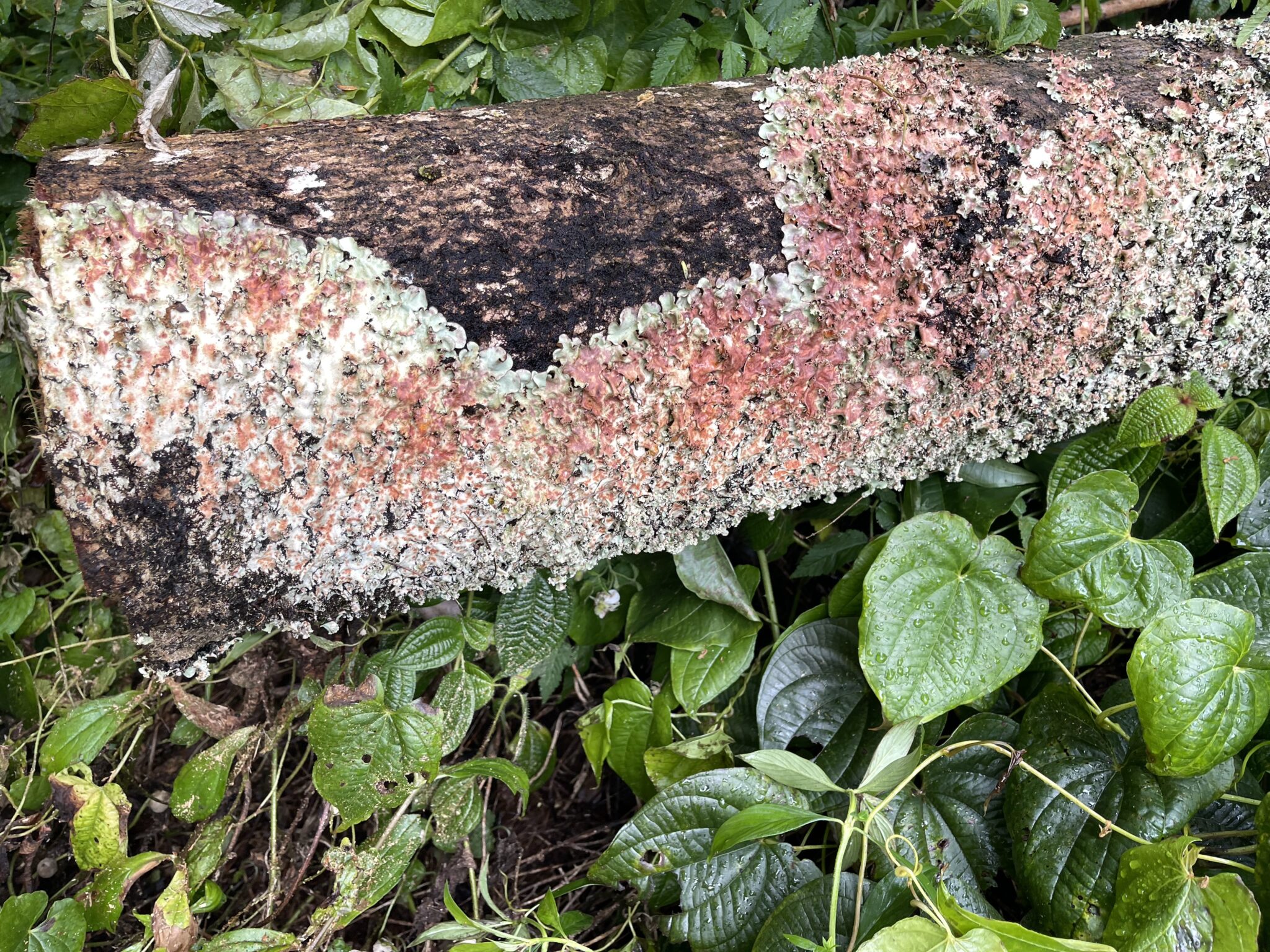 Tree Fungal Infections.