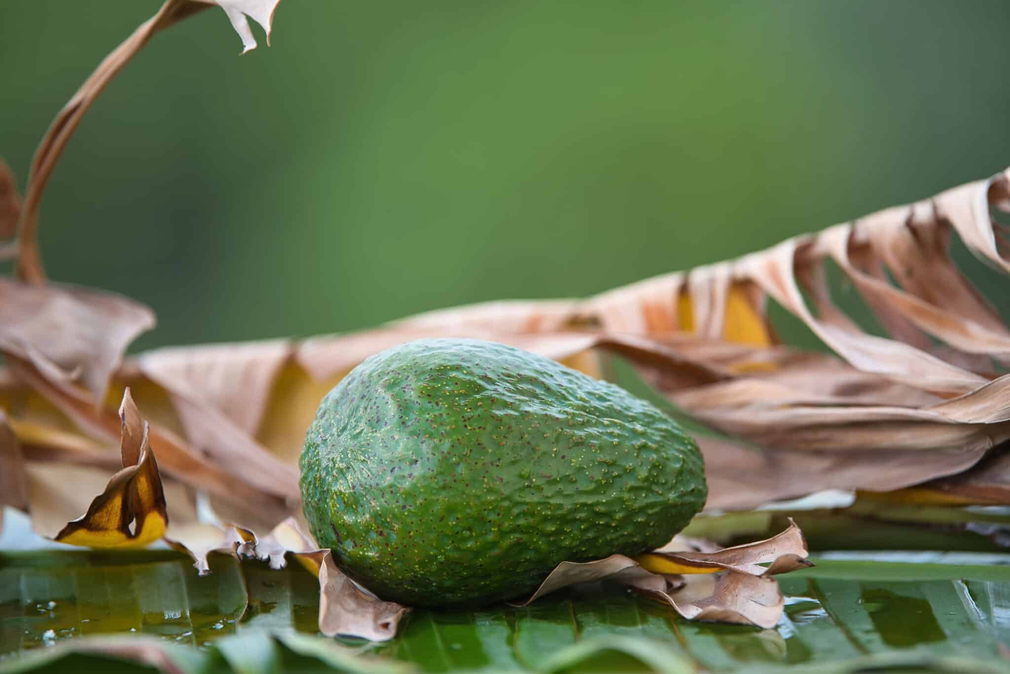Avocado, Persea americana.