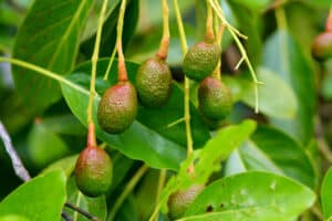 Avocado, Persea americana