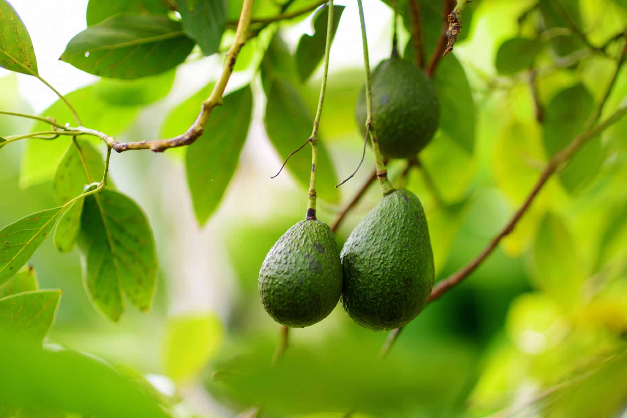 Avocado Tree.