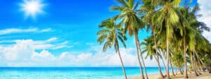 Coconut Palm, Cocos nucifera Trees.