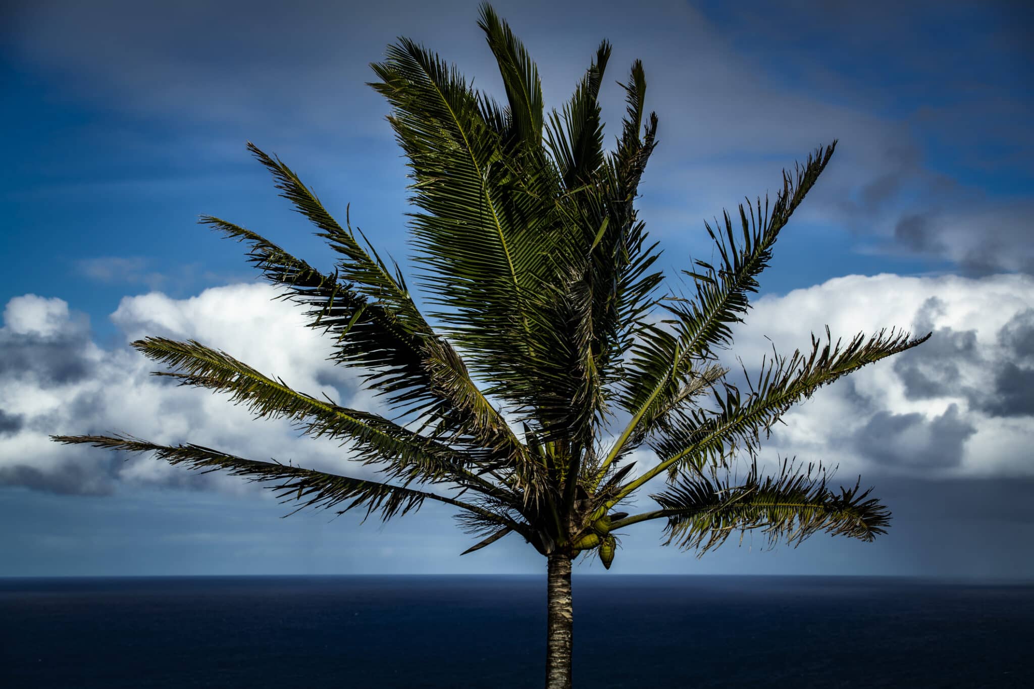 Coconut Palm.