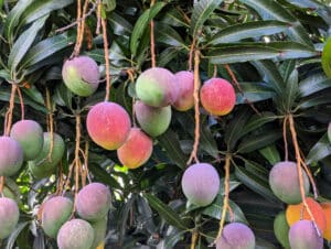 Mango Tree.