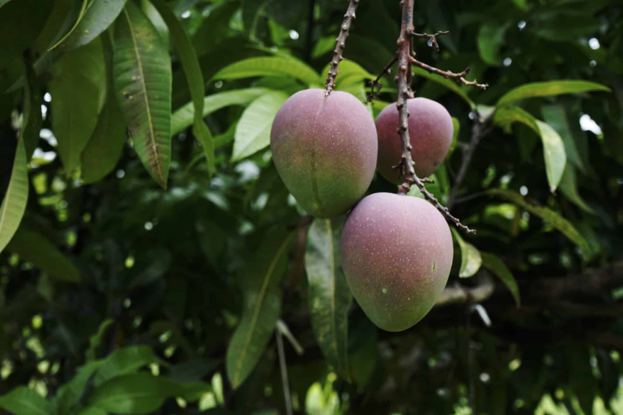 Mango, Mangifera indica.