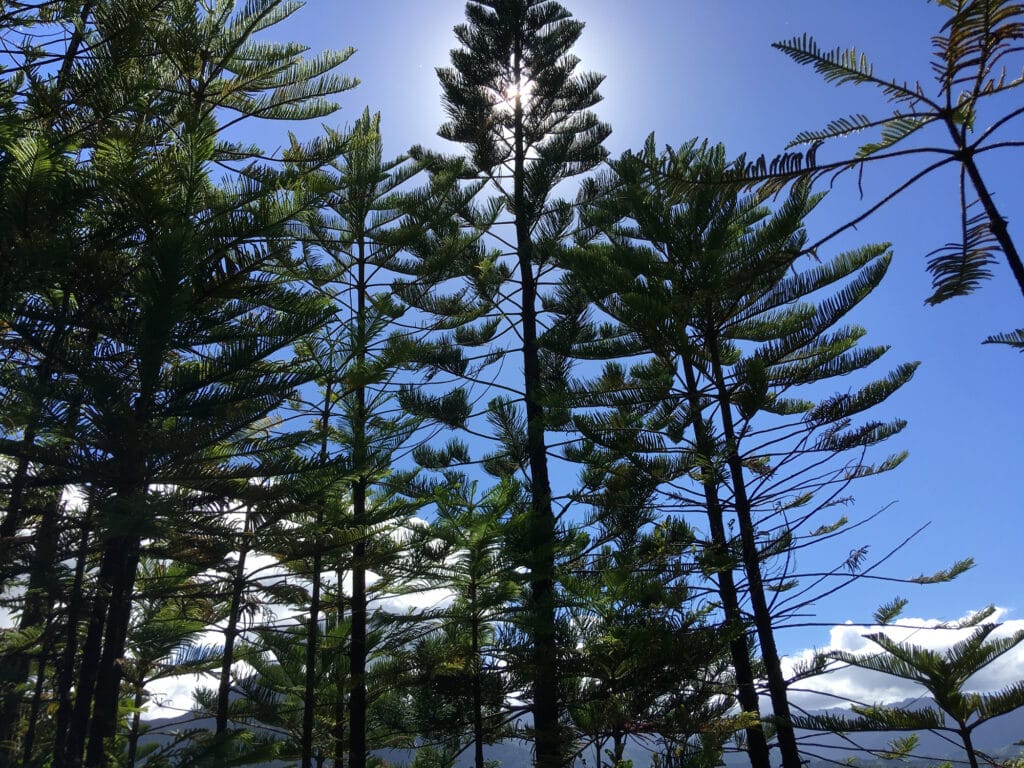 Norfolk Island Pine.