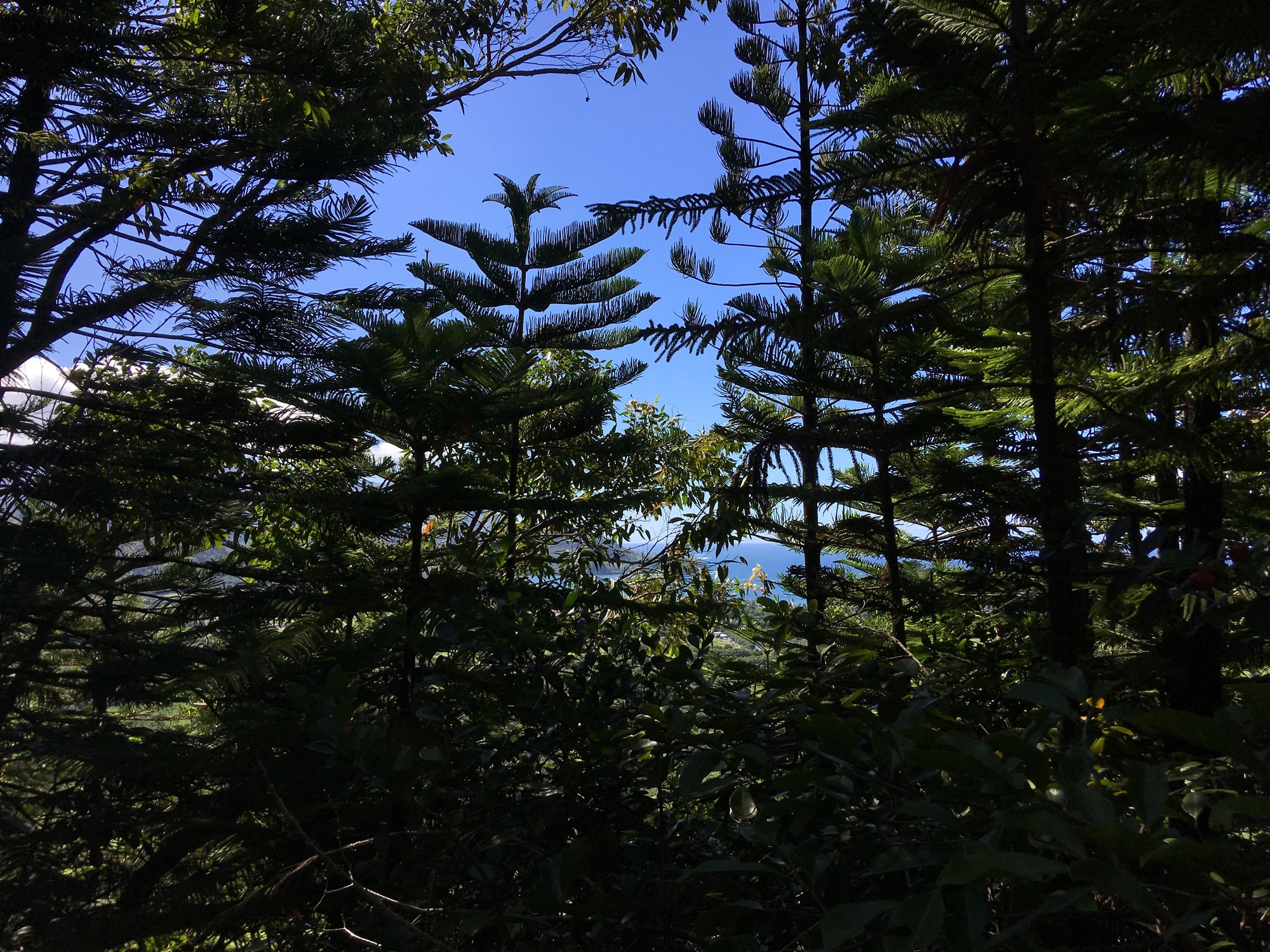Norfolk Island Pine.