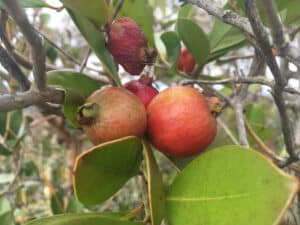 Guava, Psidium guajava.
