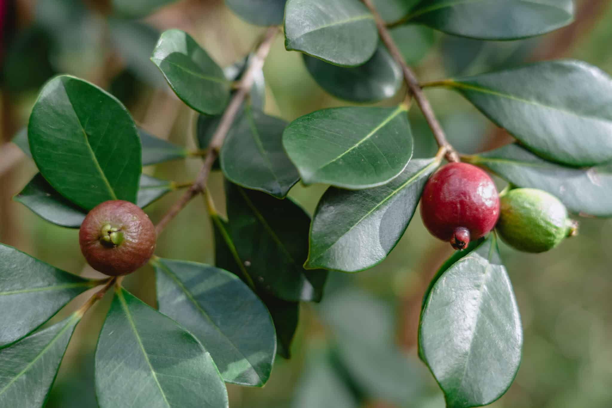 Guava, Psidium guajava.