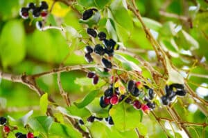 Java Plum, Syzygium cumini.