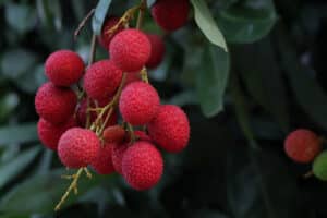 Litchi chinensis, Lychee