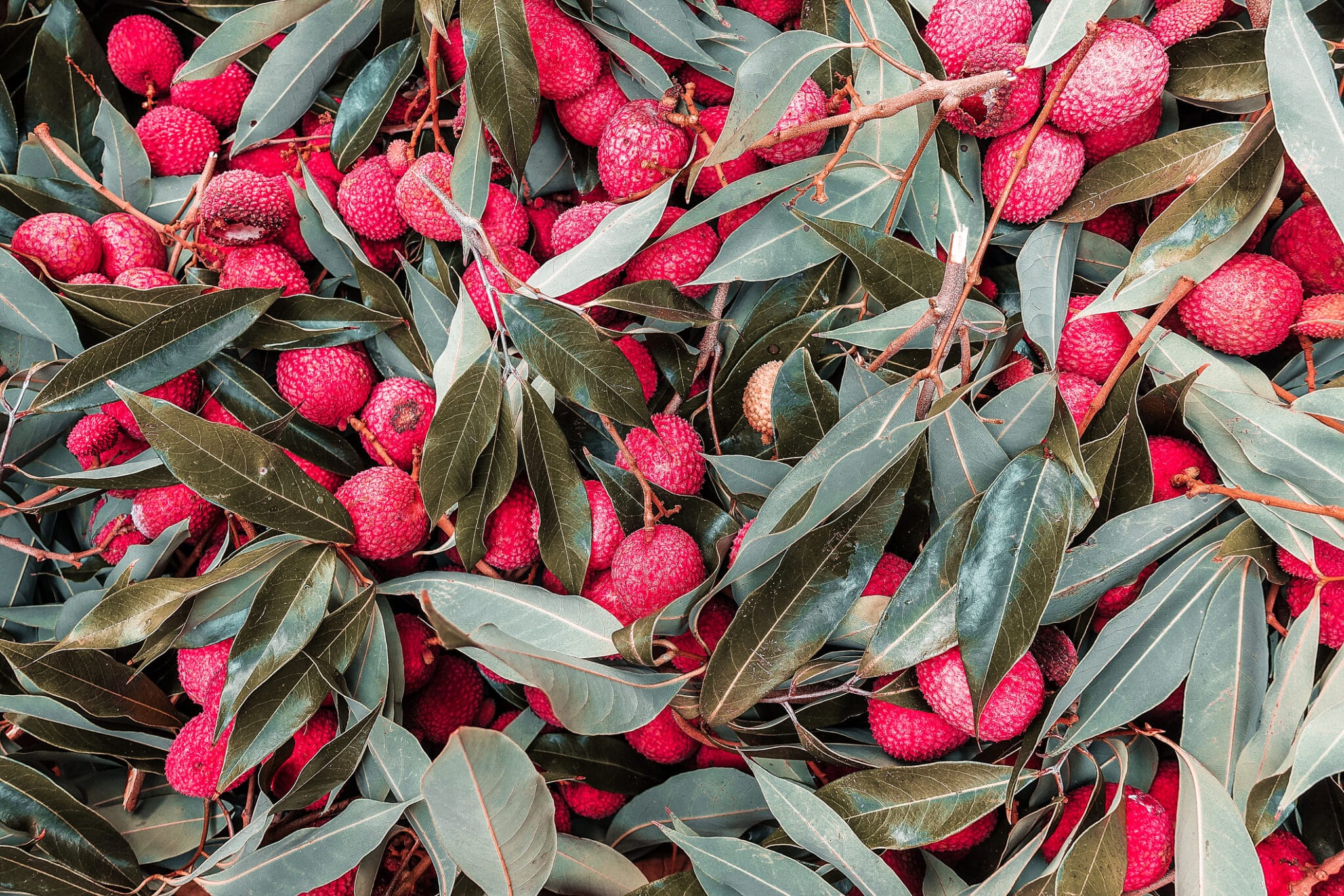 Lychee, Litchi chinensis.