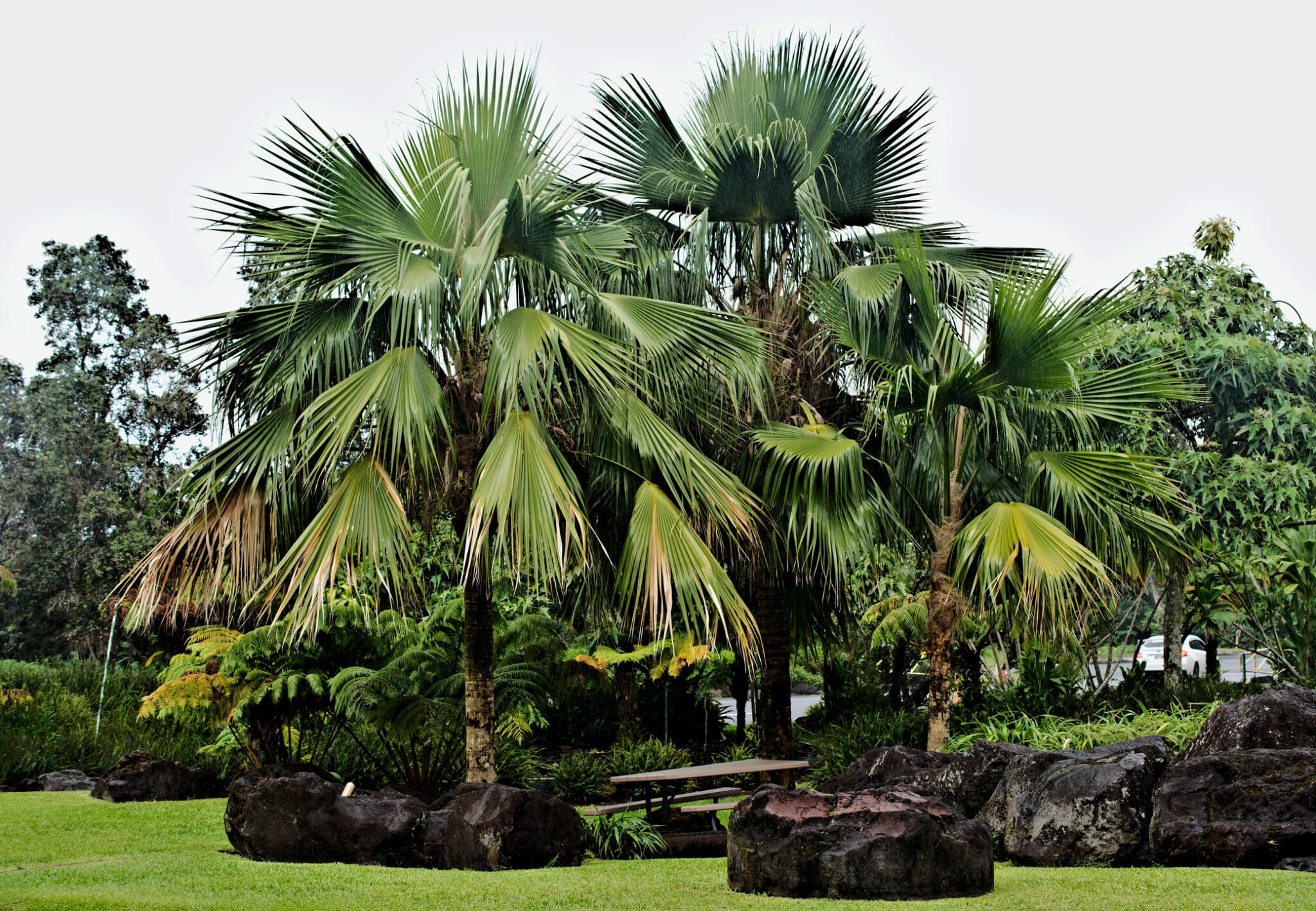 Pritchardia hillebrandii.