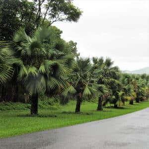 Pritchardia hillebrandii