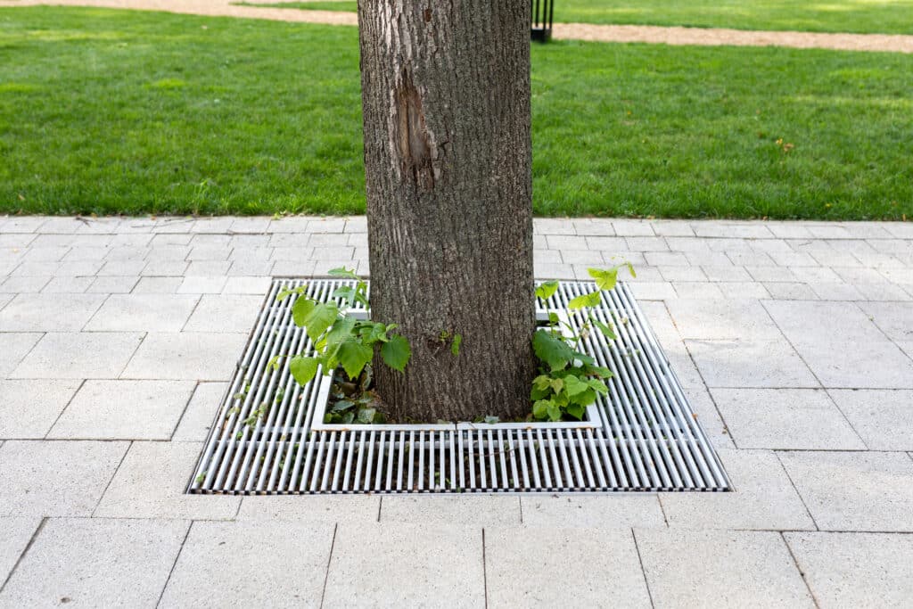 Proper Tree Drainage.