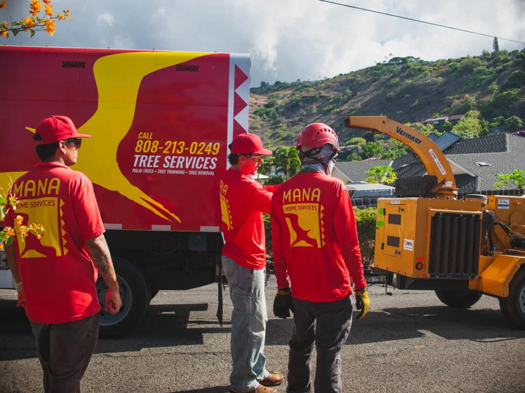 Crown Thinning Tree Service.